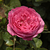 Rózsaszín - Nosztalgia rózsa - Chantal Mérieux